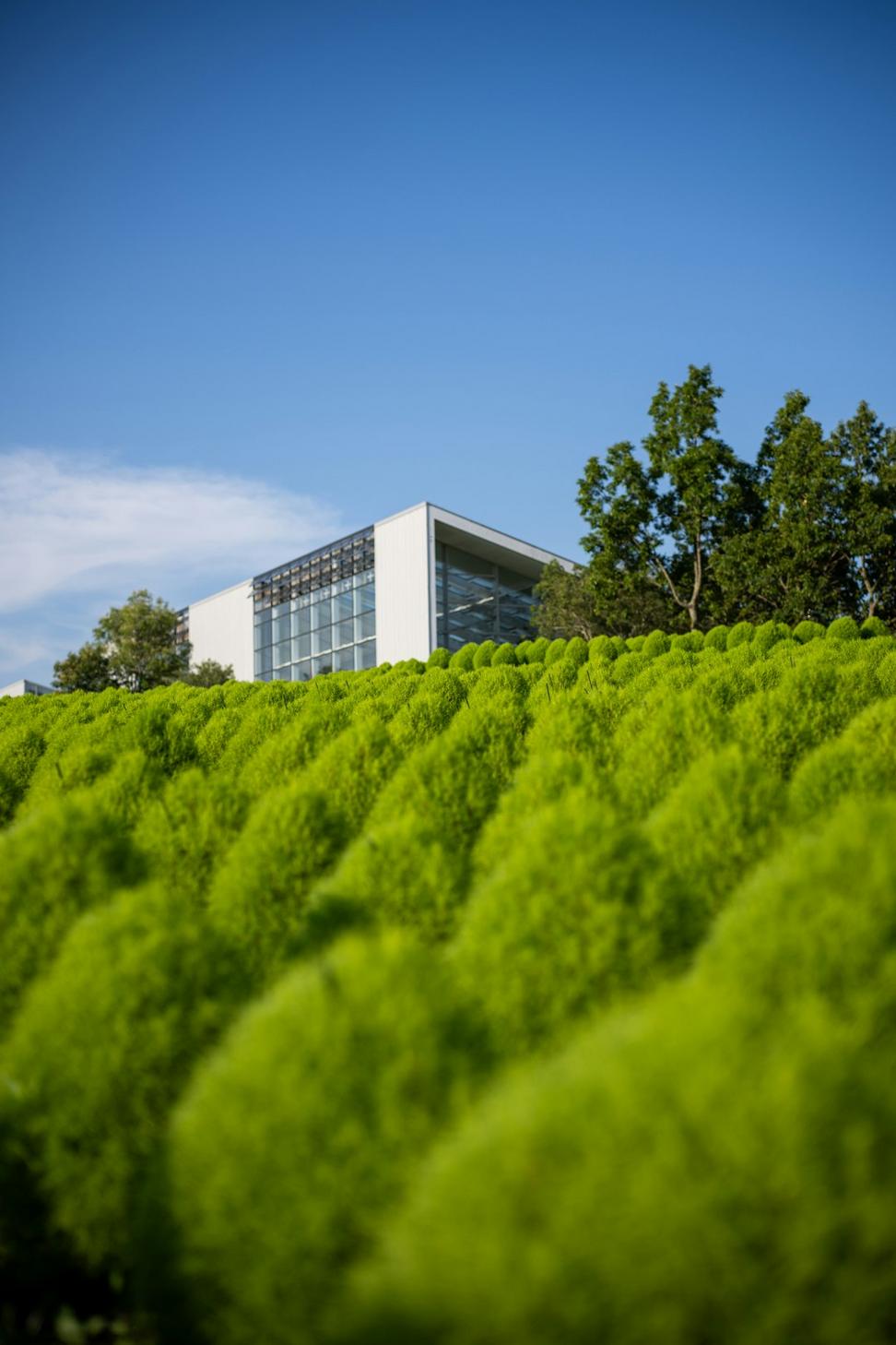 Green roof installation